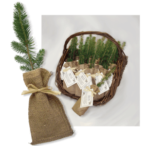 Remembrance Tree seedlings in Burlap