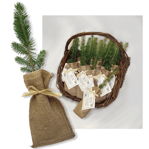 Remembrance Tree Seedlings In Burlap