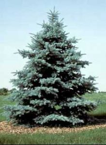 Blue Spruce Sympathy Tree grown in some areas