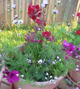 Forget me not's and wildflowers grown from seed card