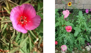 Seed paper flowers growing in garden