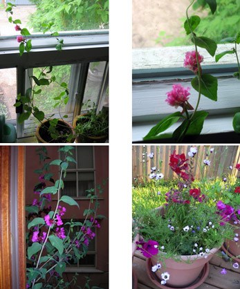 Seed paper flowers growing in garden