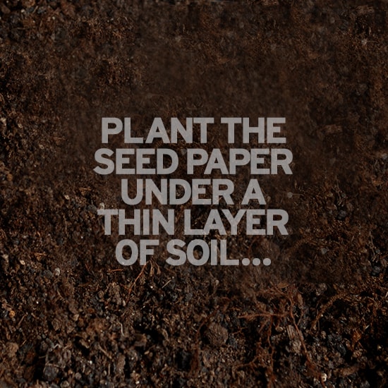 Plant the seed paper under a thin layer of soil...
