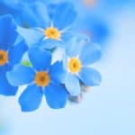 Forget-me-not flowers